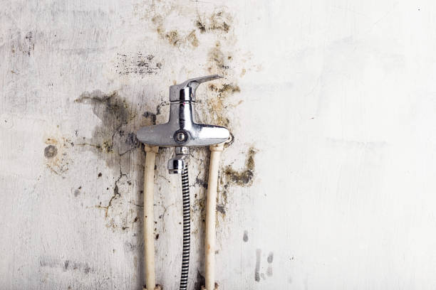 Reliable Lake California, CA Mold Removal Solutions