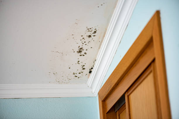Certified Mold Removal in Lake California, CA