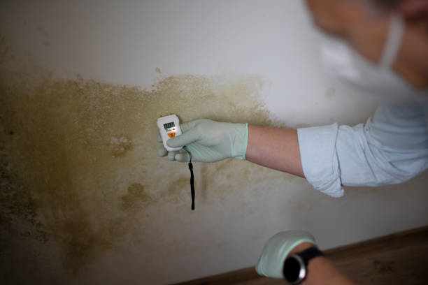 Best Commercial Mold Removal  in Lake Lifornia, CA