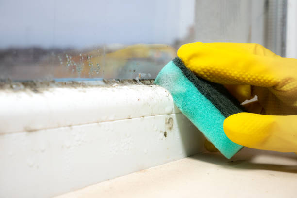 Best Office Mold Removal Services  in Lake Lifornia, CA