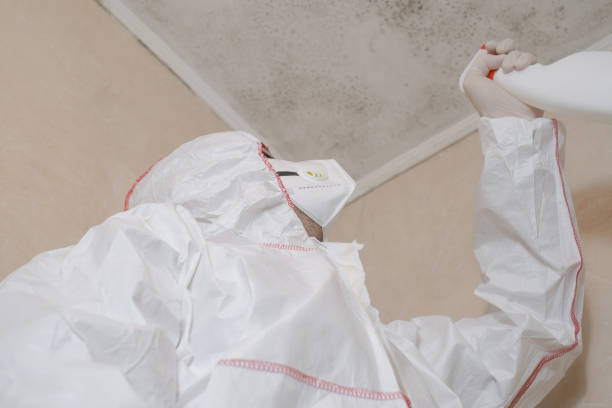 Best Mold Damage Repair  in Lake Lifornia, CA