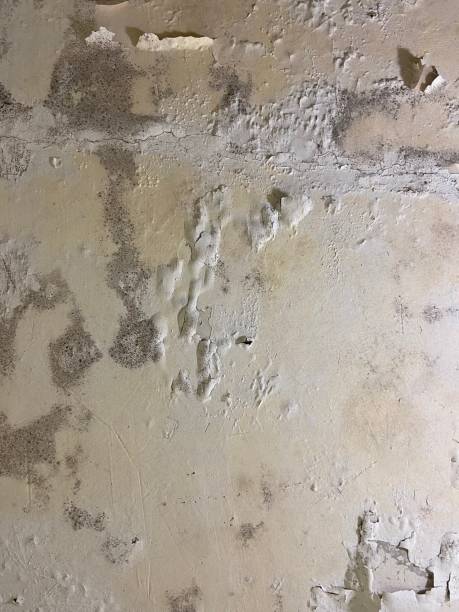Best Fast Mold Removal  in Lake Lifornia, CA
