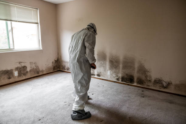 Best Mold Testing  in Lake Lifornia, CA