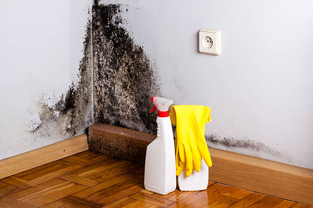 Best Local Mold Removal Service  in Lake Lifornia, CA