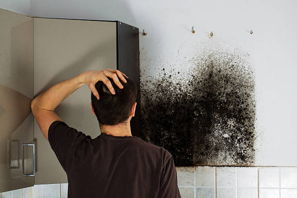 Best Certified Mold Removal  in Lake Lifornia, CA