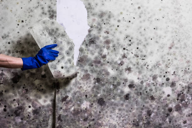Best Toxic Mold Removal  in Lake Lifornia, CA
